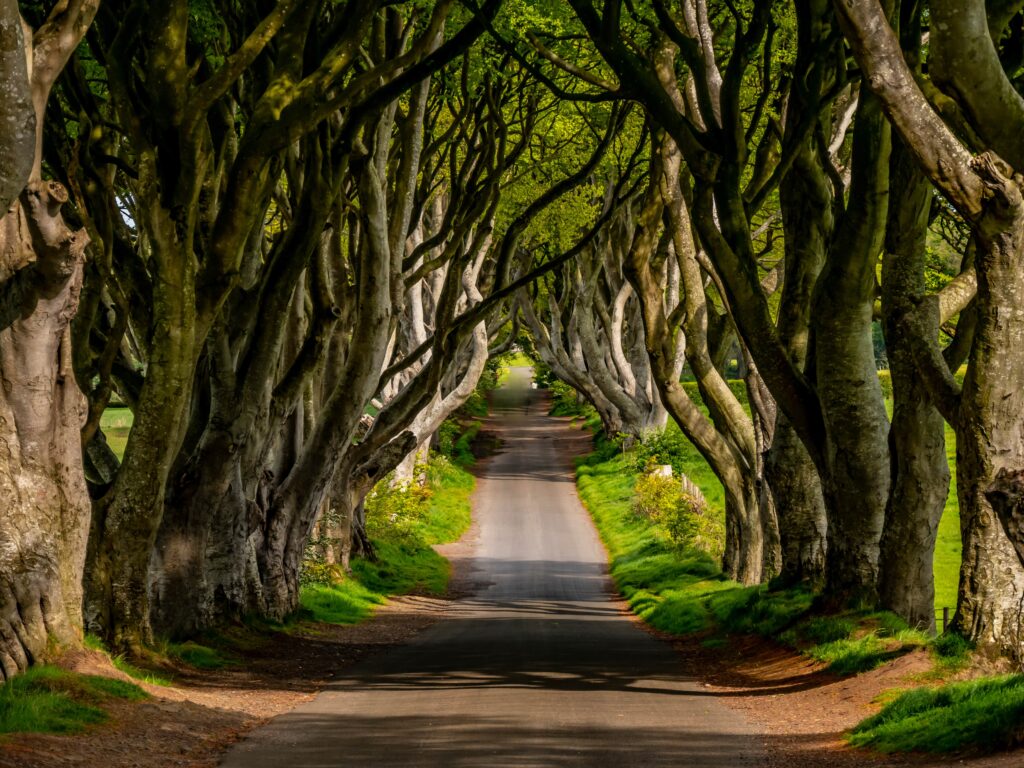 Dark Hedges