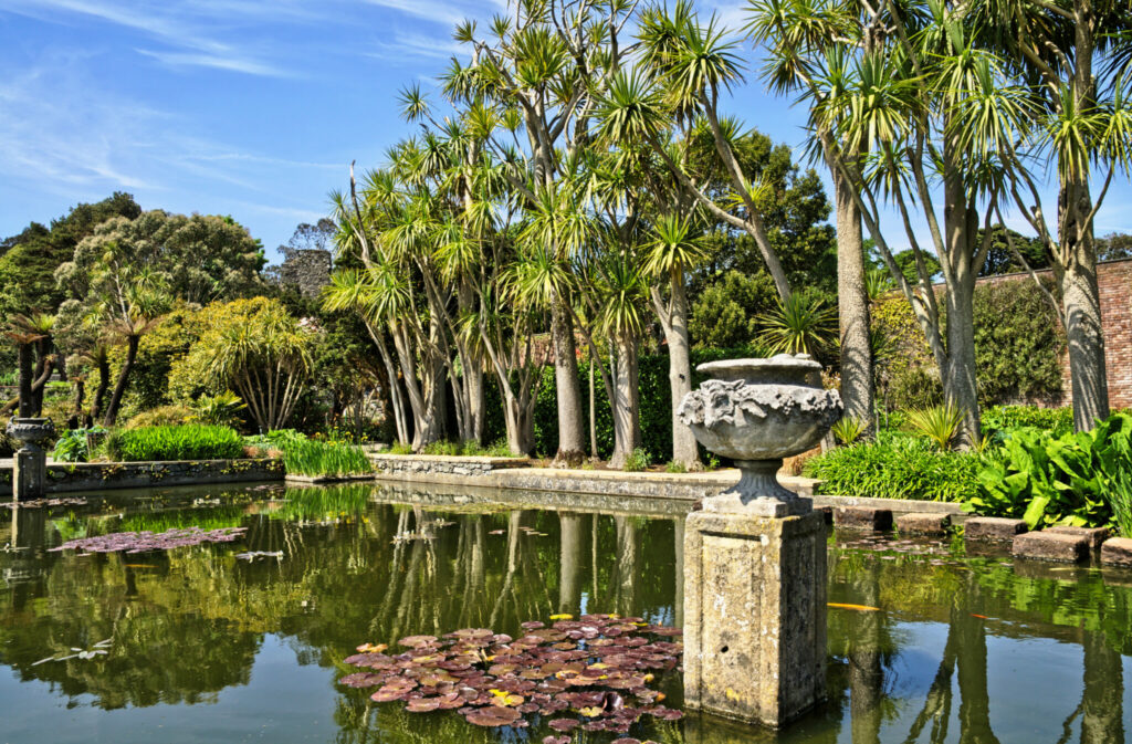 palm fringed pond with Lily pads in Logan Botanic Gardens